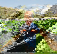 Hillwood Berries Farmgate  Pick Your Own - Accommodation Mooloolaba