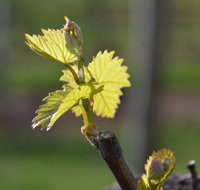 Serengale Vineyard - Accommodation Mooloolaba
