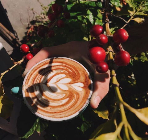 Homegrown Cafe - Accommodation Mooloolaba 10