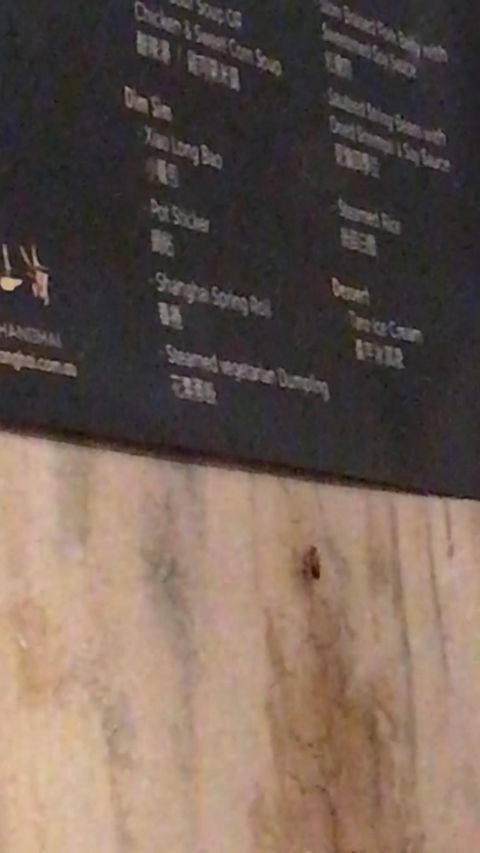 New Shanghai Chinese Restaurant - Accommodation Mooloolaba 11