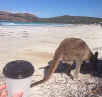 Lucky Bean - Accommodation Mooloolaba