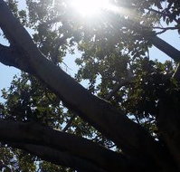 The Season Tree - Accommodation Mooloolaba