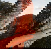 Cafe Anywhere - Accommodation Mooloolaba