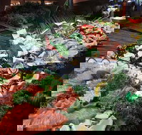 Hotel Settlers - Accommodation Mooloolaba