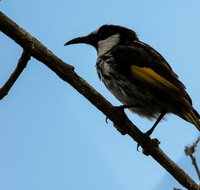 Ivy Cottage - Accommodation Mooloolaba