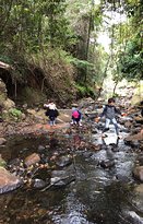 Rainforest - Accommodation Mooloolaba 4