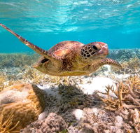 Heron Island Resort - Accommodation Mooloolaba