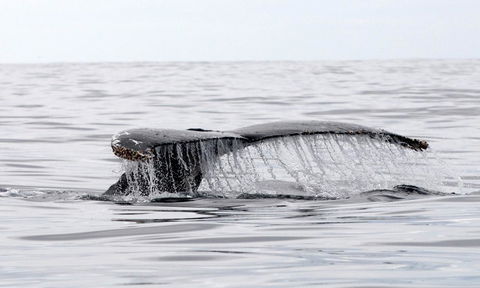 Mollymook Beach Waterfront - Accommodation Mooloolaba 19