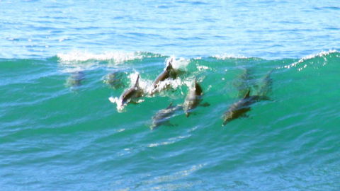 Mollymook Beach Waterfront - Accommodation Mooloolaba 4