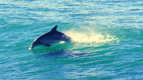 Mollymook Beach Waterfront - Accommodation Mooloolaba 22