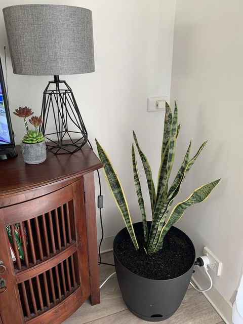 Sunshine Four - Accommodation Mooloolaba 2