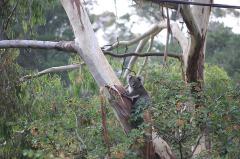 Pirralilla Estate Adelaide Hills - Accommodation Mooloolaba 24