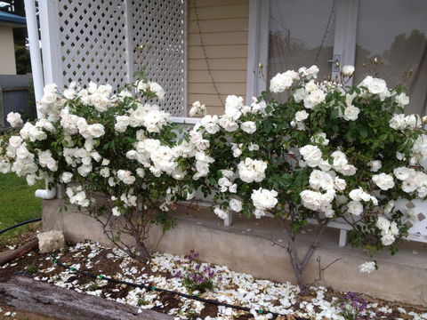 Railway Cottage In Beachport - Accommodation Mooloolaba 12