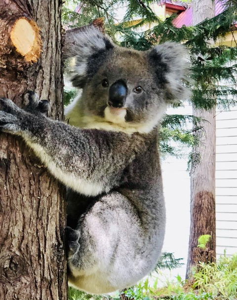 Aldgate Creek Cottage Bed And Breakfast - Accommodation Mooloolaba 9