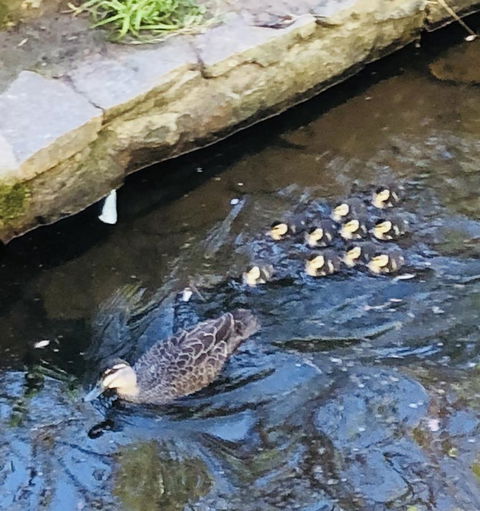 Aldgate Creek Cottage Bed And Breakfast - Accommodation Mooloolaba 25