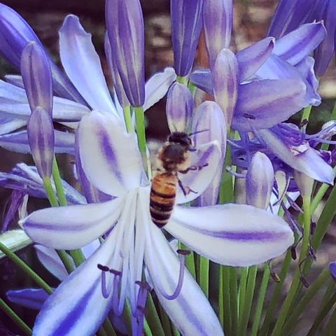 Aldgate Creek Cottage Bed And Breakfast - Accommodation Mooloolaba 20