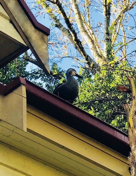 Aldgate Creek Cottage Bed And Breakfast - Accommodation Mooloolaba 26