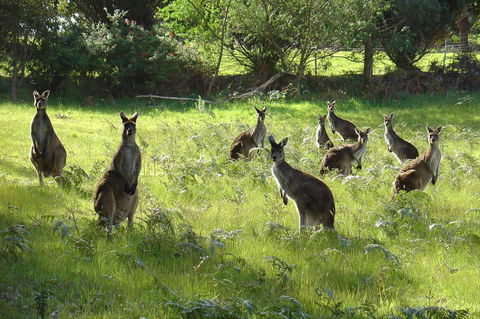 Blue House Denmark - Accommodation Mooloolaba 13