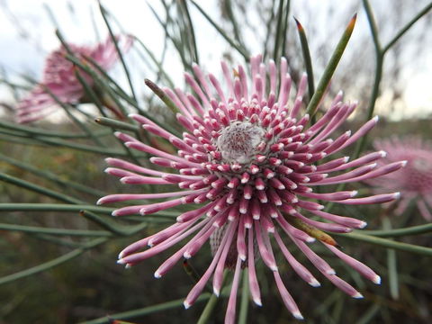 Lazy Lobster Holiday Units & Chalets - Accommodation Mooloolaba 19