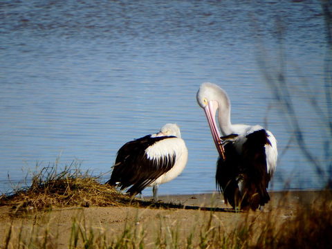 Lazy Lobster Holiday Units & Chalets - Accommodation Mooloolaba 33