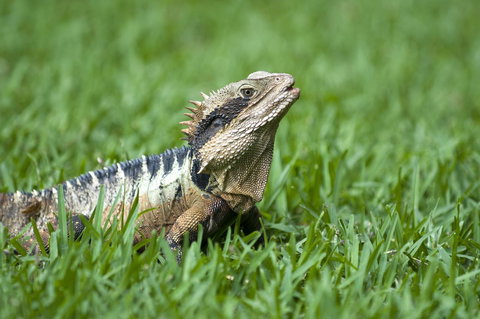 Flynns Beach Resort - Accommodation Mooloolaba 14