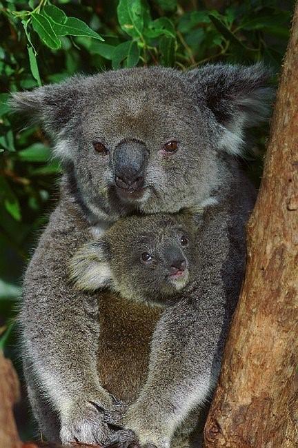 Flynns Beach Resort - Accommodation Mooloolaba 11
