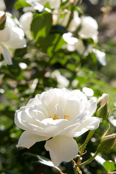 Ironstone Estate Lovedale - Accommodation Mooloolaba 40