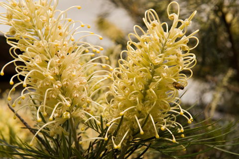 Ironstone Estate Lovedale - Accommodation Mooloolaba 36