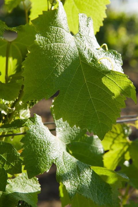 Ironstone Estate Lovedale - Accommodation Mooloolaba 35