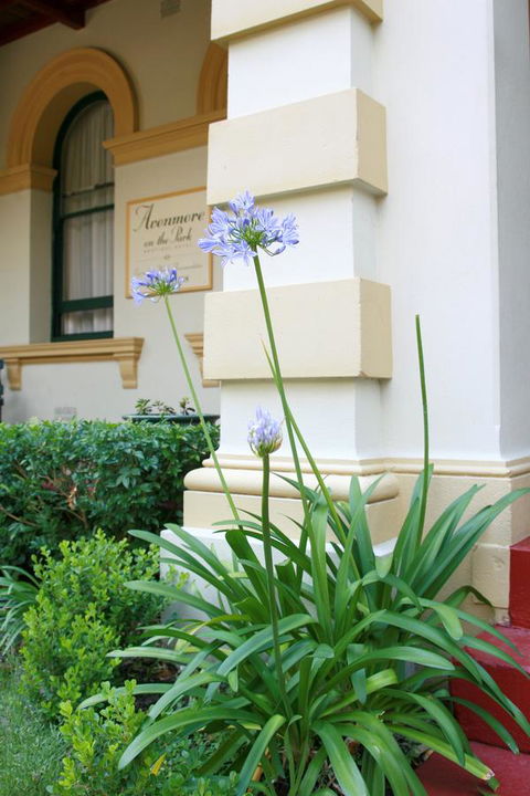 Avonmore On The Park Boutique Hotel - Accommodation Mooloolaba 15