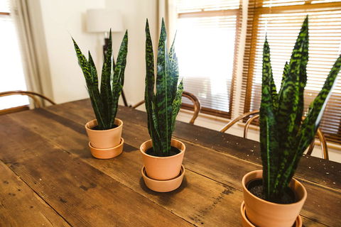 Morpeth Cottage - Accommodation Mooloolaba 25