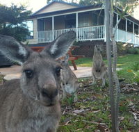 Bush  Bay Cottage - Accommodation Mooloolaba