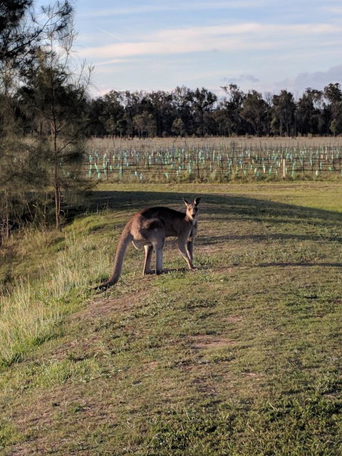 Madigan Wine Country Cottages - Accommodation Mooloolaba 7