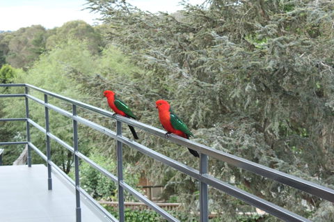 Bundanoon Lodge - Accommodation Mooloolaba 7