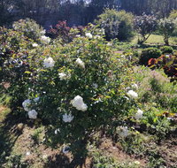 Carisbrook Country Retreat Motel - Accommodation Mooloolaba