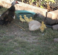 Corella Creek Country Farm Stay - Accommodation Mooloolaba