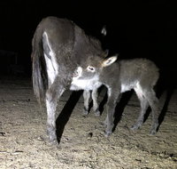 Donkey Tales Farm Cottages - Accommodation Mooloolaba