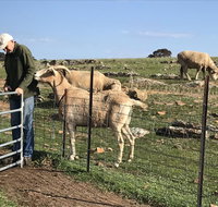 Gilgraves Vineyard Farmstay - Accommodation Mooloolaba