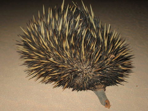 Gnaraloo Station - Homestead - Accommodation Mooloolaba 3