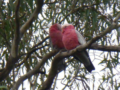 Golfers Retreat Motel - Accommodation Mooloolaba 3