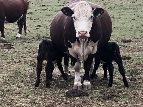 Jackaleah Farm Stay - Accommodation Mooloolaba 3