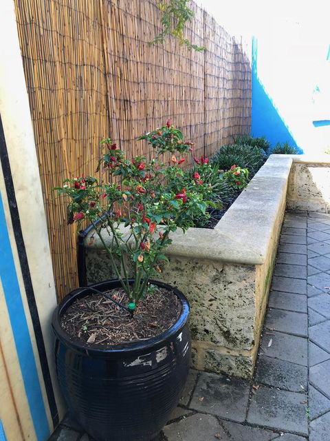 BeachHideaway@Scarborough - Accommodation Mooloolaba 33