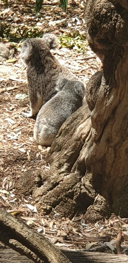 High Tor - Accommodation Mooloolaba 29