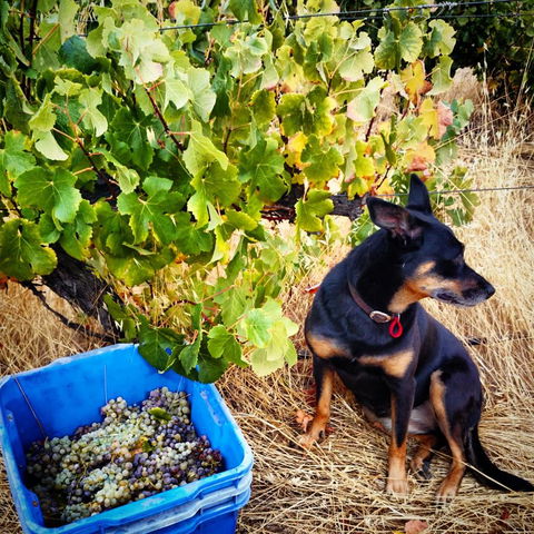 Hotham Ridge Estate - Accommodation Mooloolaba 33