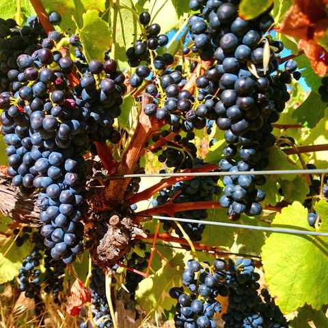 Hotham Ridge Estate - Accommodation Mooloolaba 32