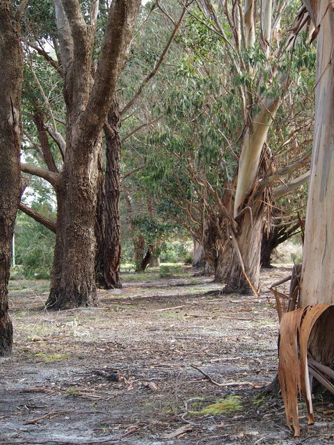 Riverside Retreat Chalets, Walpole - Accommodation Mooloolaba 16