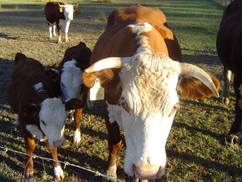 Kangaroo Valley Cottage - Accommodation Mooloolaba 18