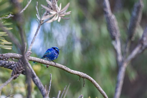 Surfside Ocean Beach Denmark Holiday Accommodation - Accommodation Mooloolaba 3