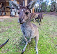 Yelverton Brook Eco Spa Retreat  Conservation Sanctuary - Accommodation Mooloolaba
