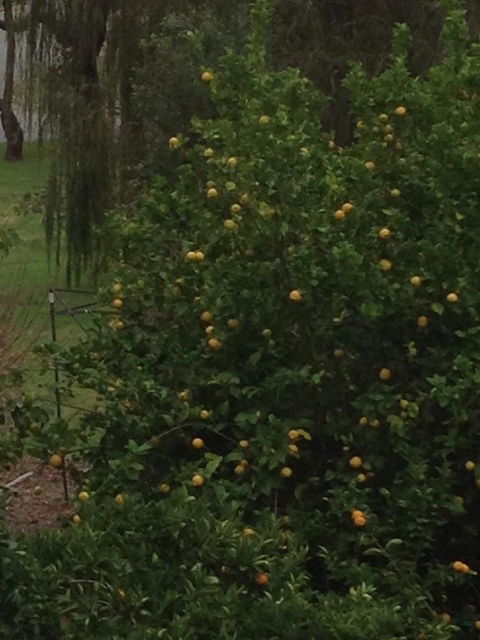 Bright & Beautiful Home On The Hills! - Accommodation Mooloolaba 34